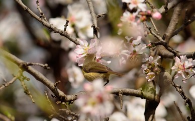 Small bird phylloscopus amidst almond tree in full bloom