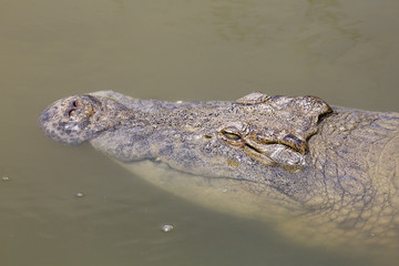 Krokodil