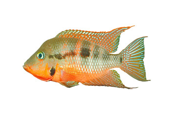 Mexican Fire Mouth (Thorichthys meeki) - male, isolated