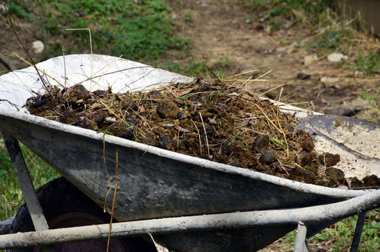 Fumier Manure Stallatico Chl&eacute;vsk&yacute; hnůj Mischt Esti&eacute;rcol Letame Գոմաղբ 두엄 זבל खाद 有机肥 Obornik Навоз Estrume Esterco Mest زبل  厩肥 