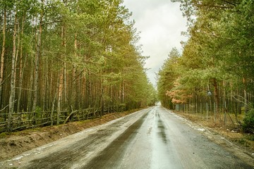 Fototapeta na wymiar Road in the wood, Podlasie, Poland