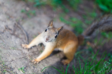 Lovely squirrel in the park.