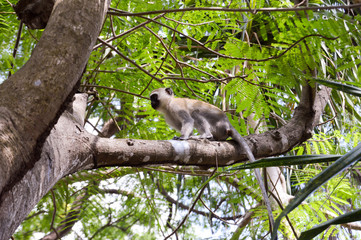 Monkey vervet on a branch in the town