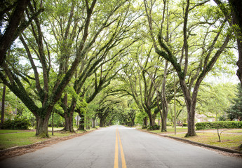 Magnolia Forest 