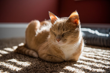 Cat in a sunbeam