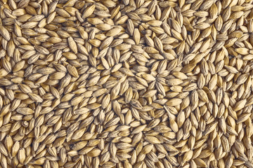 
Natural oat grains background, closeup