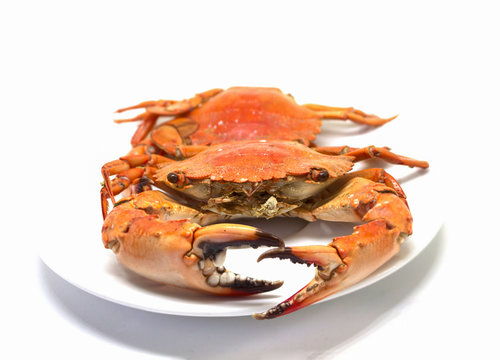 Red crab on white background. Two boiled sea crabs served for eating.