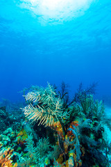 Fototapeta na wymiar Underwater scene with colorful corals and beautiful sunlight