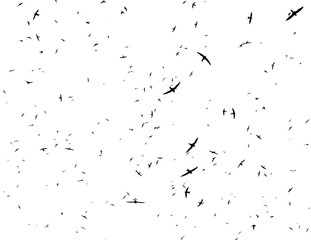 Flock of birds. Swifts arrived. outlines of birds on a white background