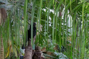 cálao cariplateado 2 © Javier