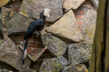 cálao cariplateado 1