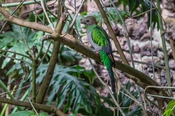 Quetzal hembra 2