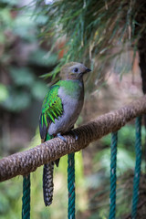 Quetzal hembra 1