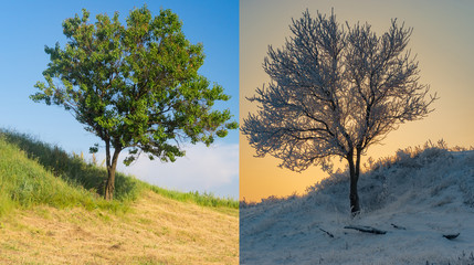 Apricot tree on a hill in two opposite season - summer and winter