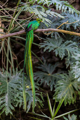 Quetzal macho 1