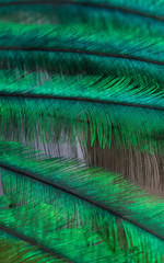 Detalle de plumas de quetzal 2