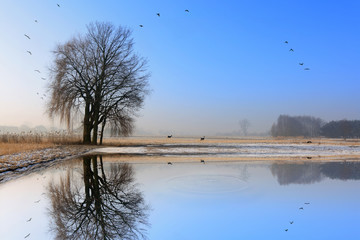Odbicie drzewa, ptaków i saren w wodzie jeziora, zimą. © Stanisław Błachowicz