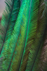 Detalle de plumas de quetzal 1