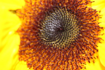Zentrum einer Sonnenblume