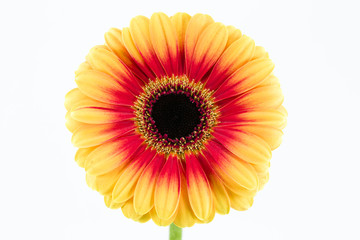 beautiful yellow and red gerbera flower isolated on white background