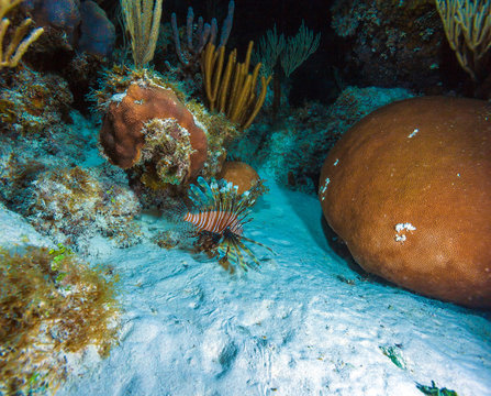 Underwater night scene with tropical fish lionfish near coral