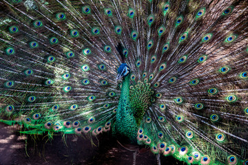 Obraz premium Pavo Real cola 2