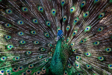 Obraz premium Upierzenie pawia 1