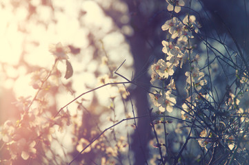 background of spring white cherry blossoms tree