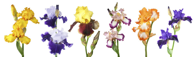 Colorful irises on a white background isolated