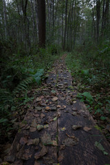 Obraz premium An old plank trail