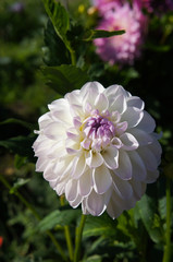 White dahlia flowers with purple top in green