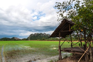 Fototapeta na wymiar Green paddy filed with temporary bamboo kiosk and blue sky landscape in Thailand