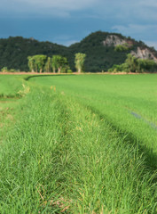 Green paddy filed and blue sky landscape in Thailand