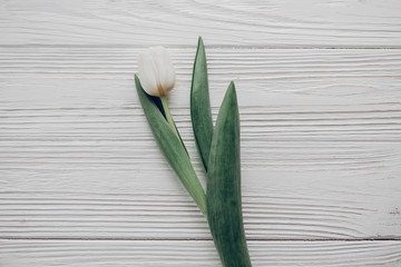 stylish white tulip on rustic wooden table background top view. hello spring flat lay. soft light, tenderness atmospheric moment. space for text. rustic wedding. minimalistic