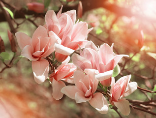Naklejka premium Spring floral background with pink magnolia