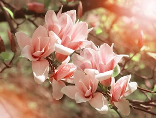 Gardinen Spring floral background with pink magnolia © julia_arda