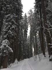 schneeschuhwanderung im wald 