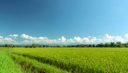 Green paddy filed and blue sky landscape in Thailand