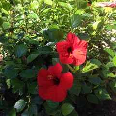 Hibiscusblüte © Uta