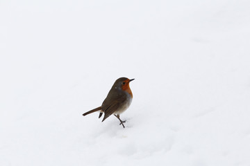 Robin on snow during a snowfall