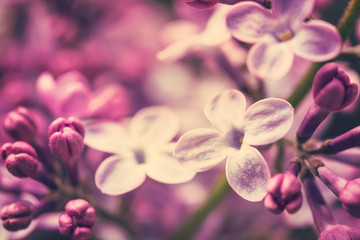 Fototapeta premium Lilac flowers background