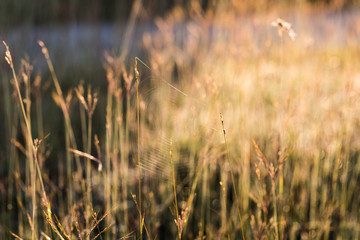 Cobweb in the grass in the sun