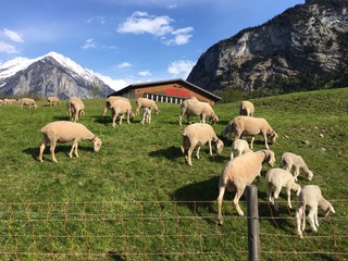 Obraz premium Sheep 