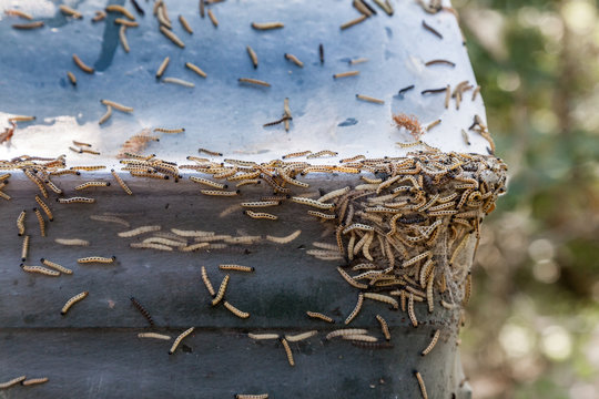 Close-up of many Ermine moths larvae together on a trash can outdoors with thick web. 
