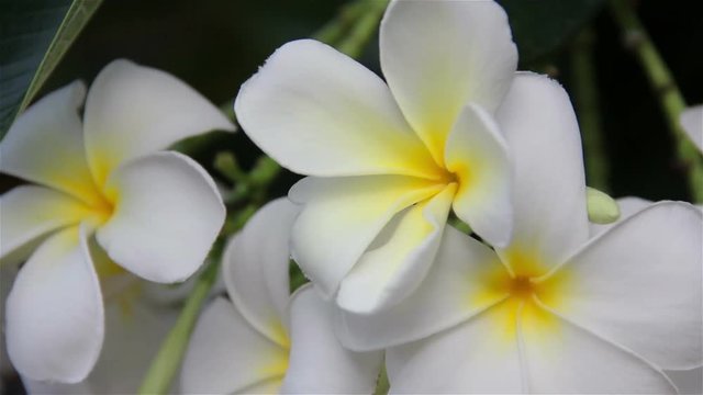 Hawaiian Plumeria flowers used to make aloha leis.