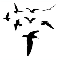 Vector set - seagull silhouette on white background collection