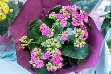Pink Kalanchoe Blossom