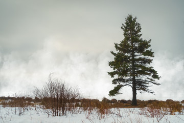 Mist rising off harbour ice are a background for a lone white spruce tree.