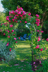 Climbing rose know as a John Cabot rose growing on an arbour.