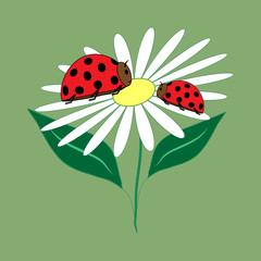 Ladybird isolated on flower